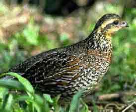 Colinus crested